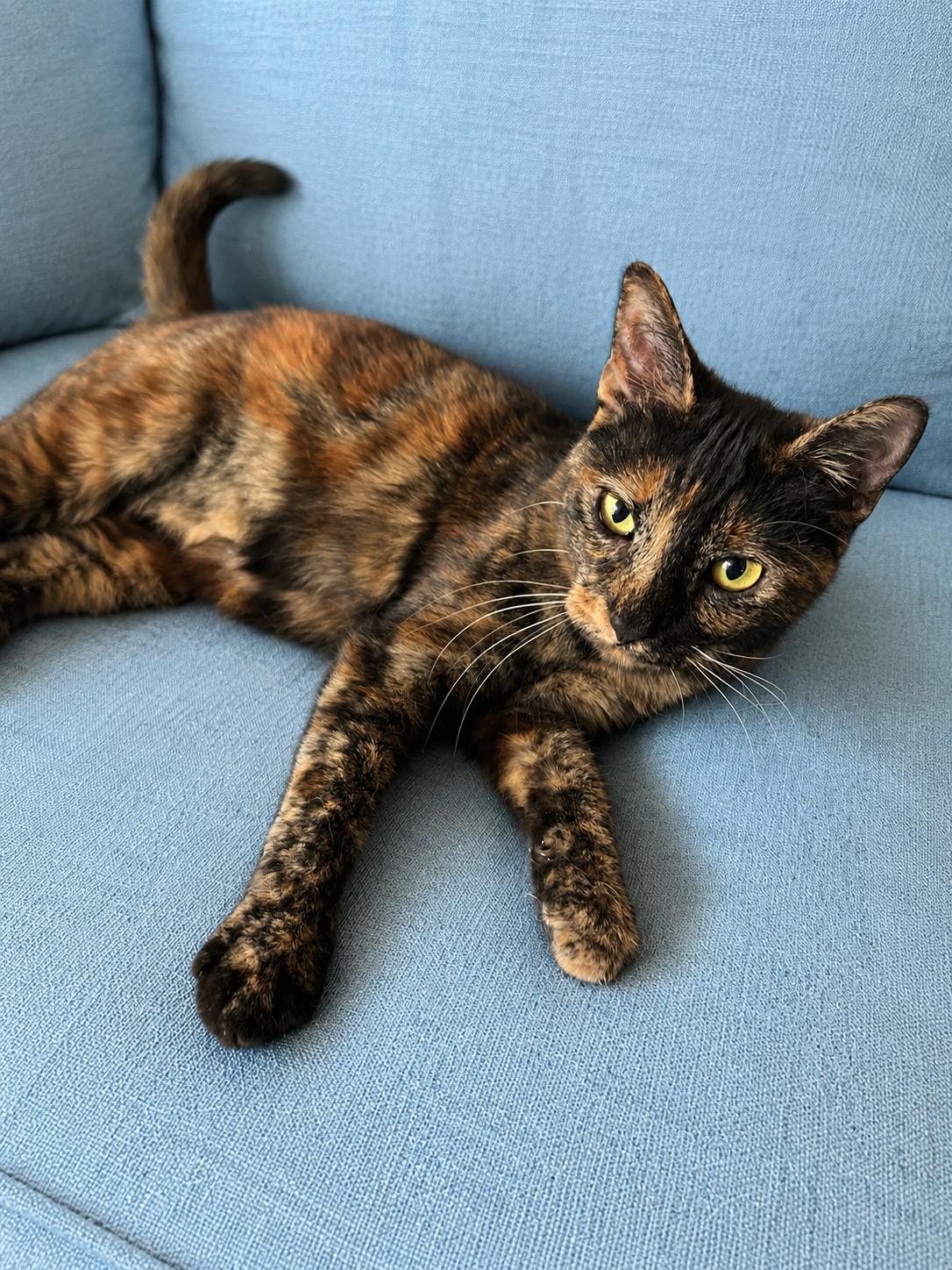Enlarge Mizo, a Adoptable Domestic Short Hair in Seattle, WA image 2/2