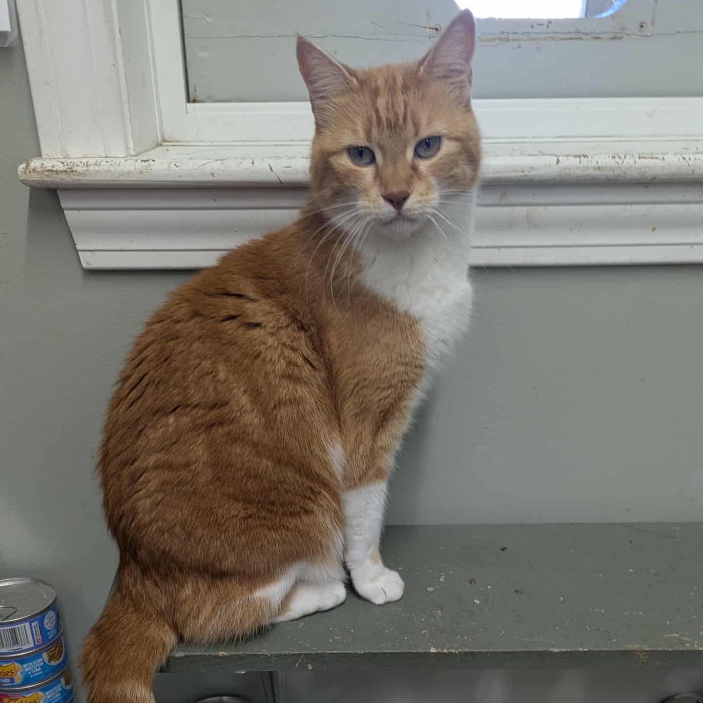 Tiger, an adoptable American Shorthair in Fort Kent, ME, 04743 | Photo Image 1