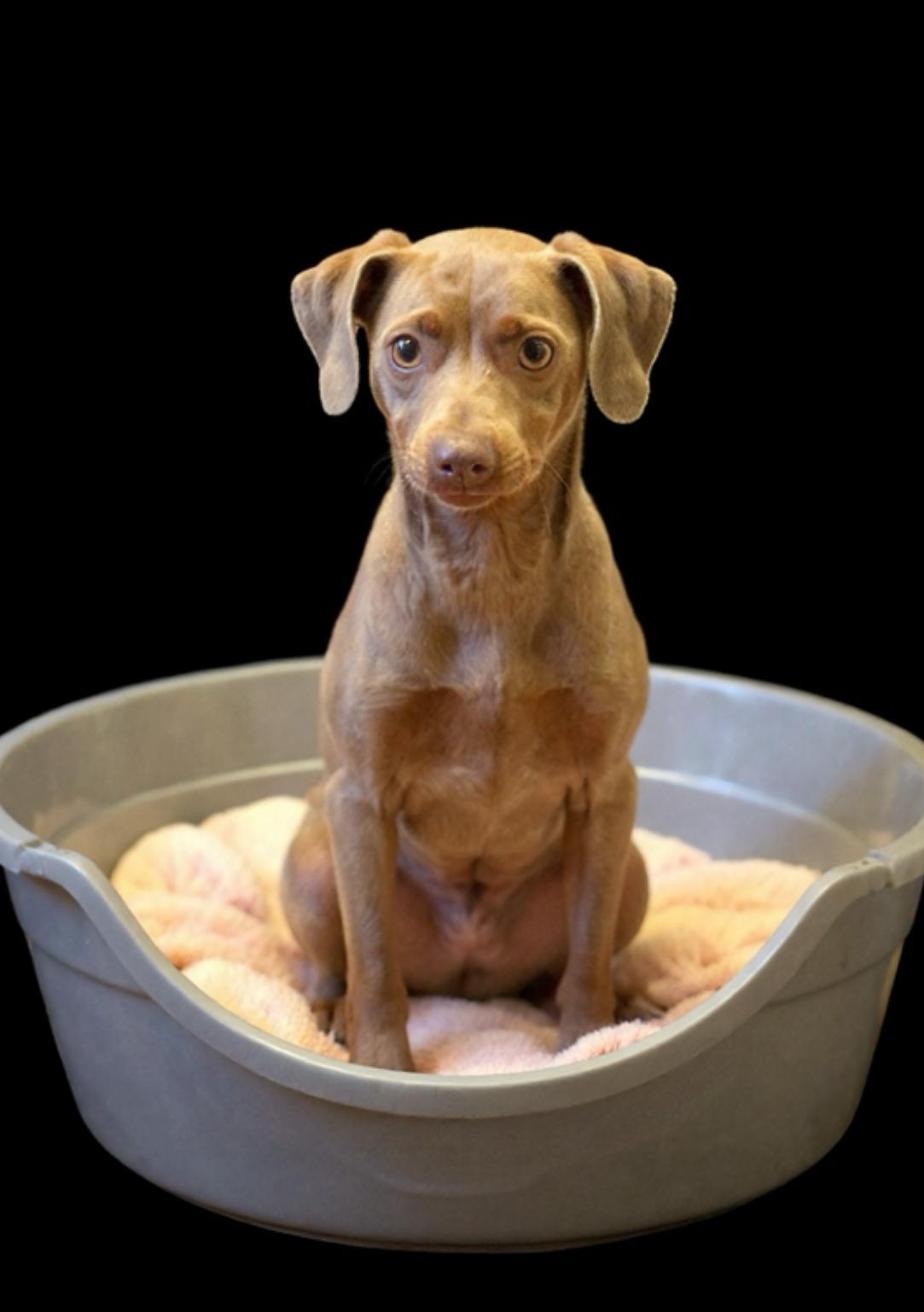 Enlarge Minnie, a Adoptable mixed breed in Los Angeles, CA image 2/5