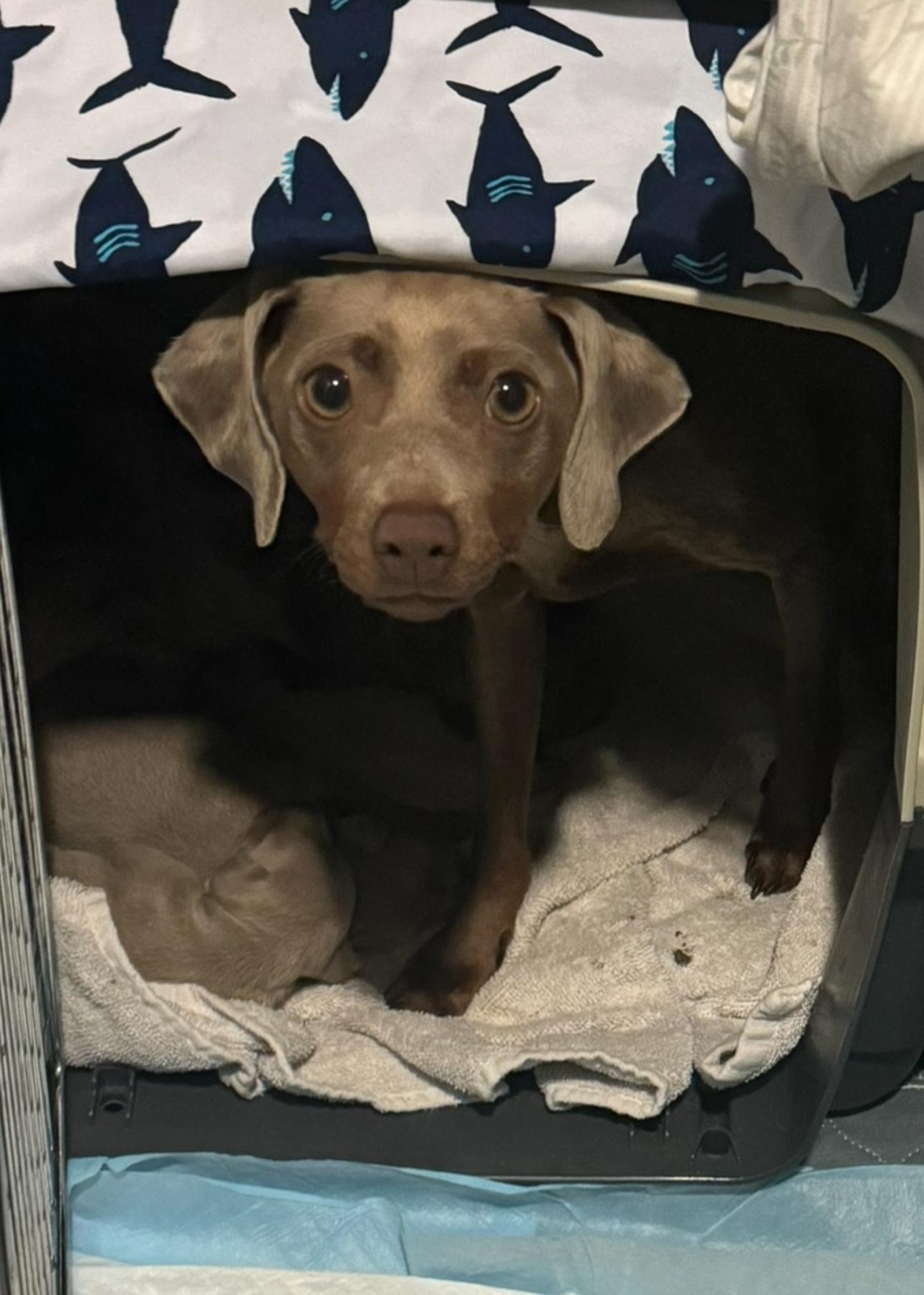 Enlarge Minnie, a Adoptable mixed breed in Los Angeles, CA image 4/5