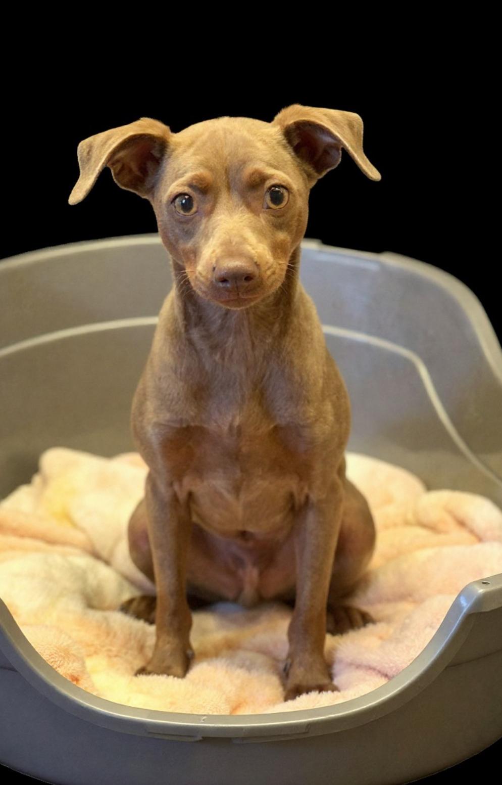 Enlarge Minnie, a Adoptable mixed breed in Los Angeles, CA image 1/5