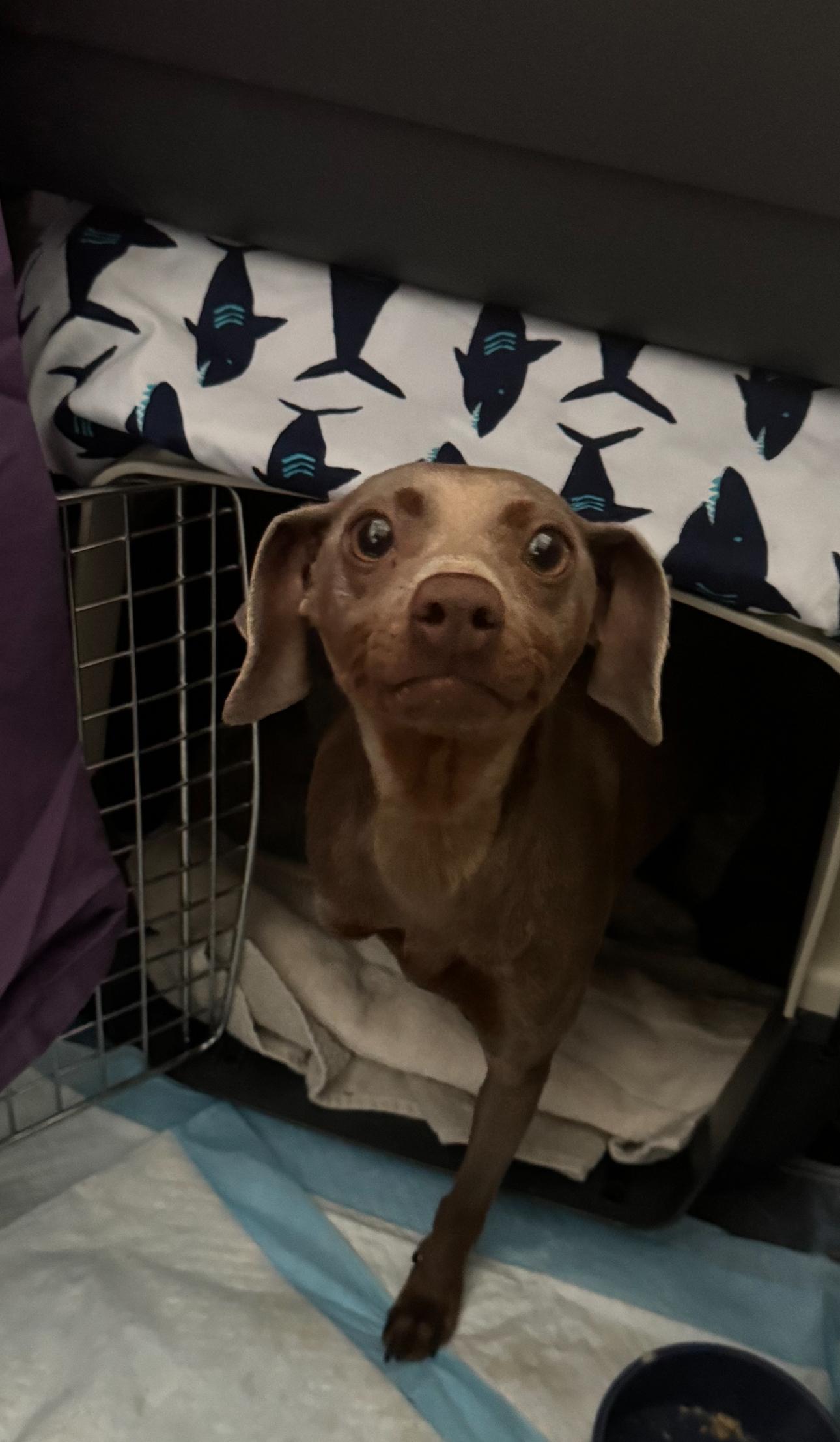 Enlarge Minnie, a Adoptable mixed breed in Los Angeles, CA image 5/5