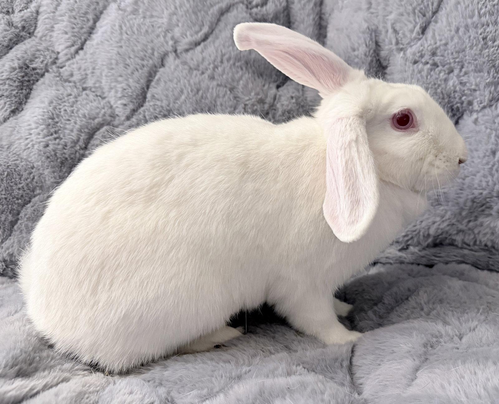 Krystal, Adoptable, Adult Female New Zealand.