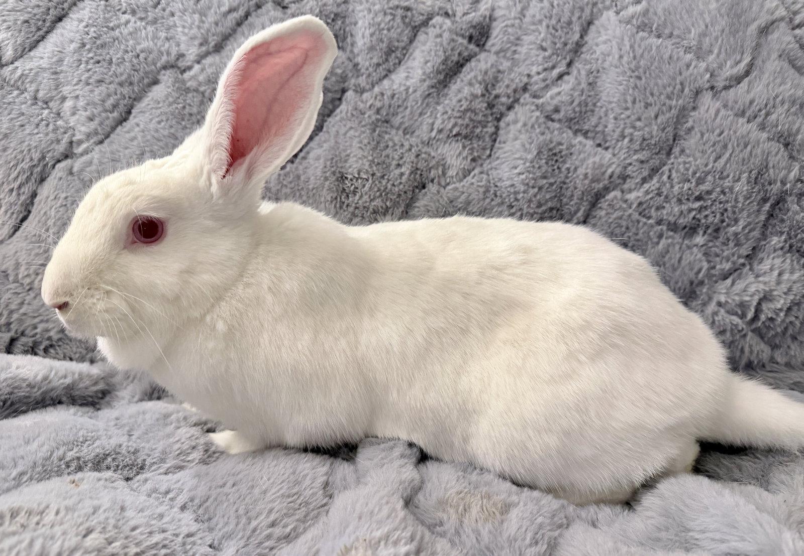 Enlarge Krystal, a Adoptable New Zealand in Southaven, MS image 2/3