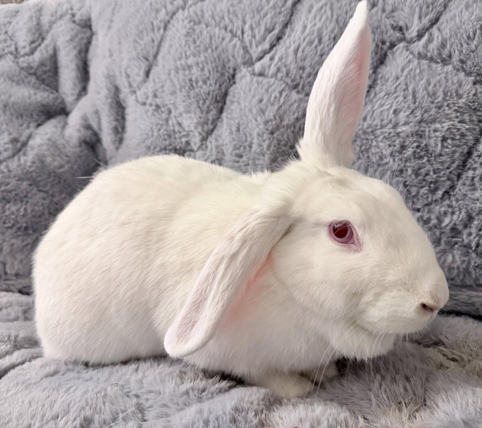 Enlarge Krystal, a Adoptable New Zealand in Southaven, MS image 3/3