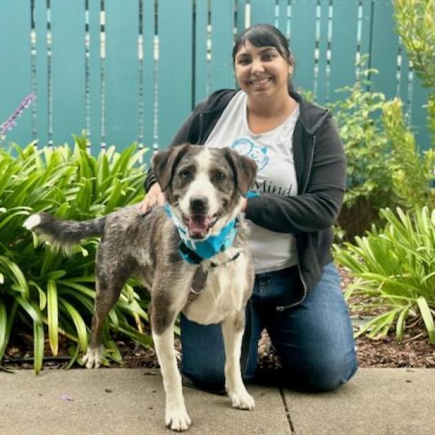 Koda, a Adoptable mixed breed in Pacific Grove, CA image 1/6