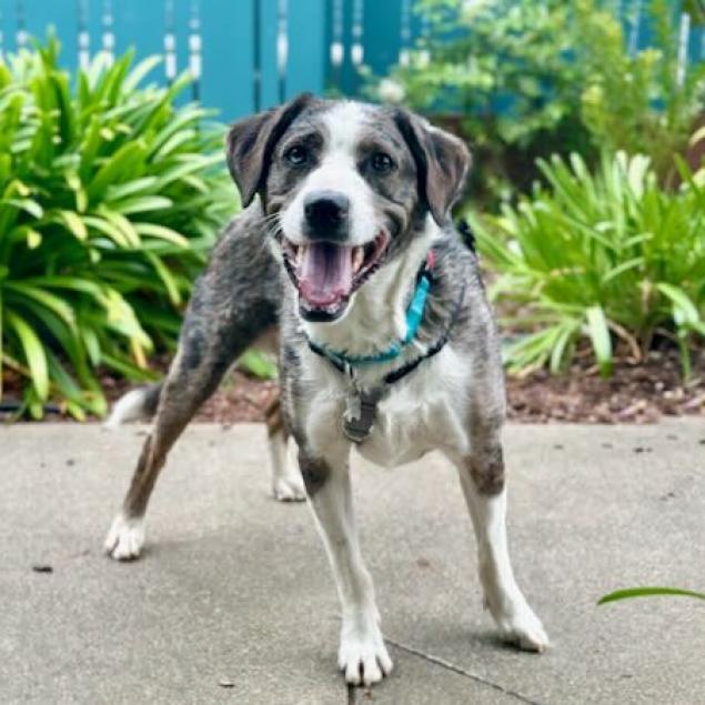 Koda, a Adoptable mixed breed in Pacific Grove, CA image 2/6