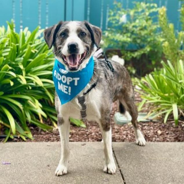 Koda, a Adoptable mixed breed in Pacific Grove, CA image 3/6