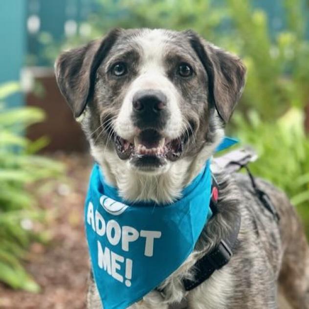 Koda, a Adoptable mixed breed in Pacific Grove, CA image 4/6