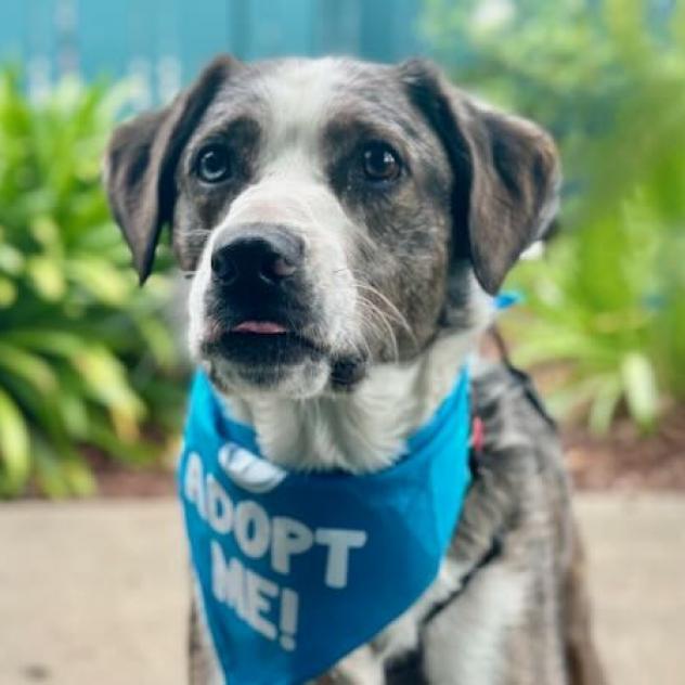 Koda, a Adoptable mixed breed in Pacific Grove, CA image 5/6