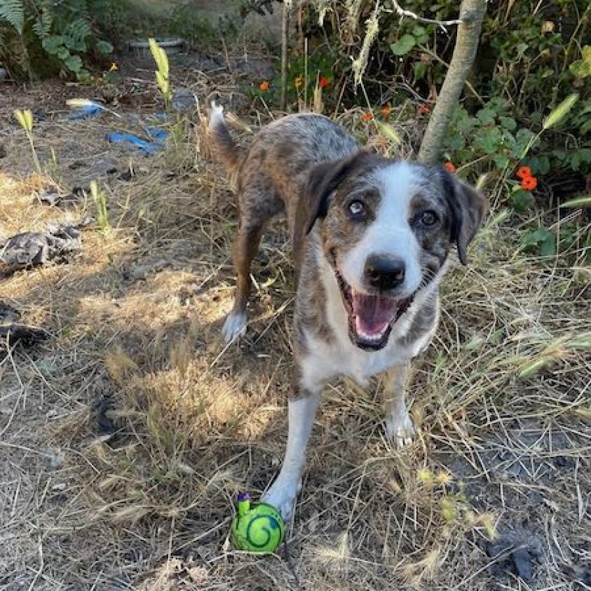 Koda, a Adoptable mixed breed in Pacific Grove, CA image 6/6
