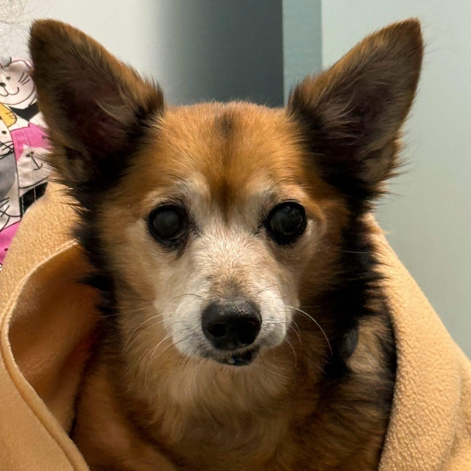 Winnifred 99.00 ADOPTION FEE, ADOPTABLE, Senior Female Corgi & Chihuahua.