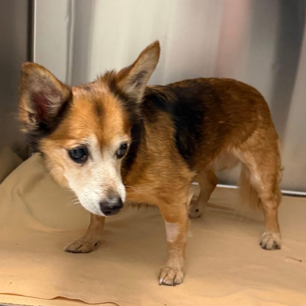 Enlarge Winnifred 99.00 ADOPTION FEE, a ADOPTABLE mixed breed in Scarborough, ON image 3/6