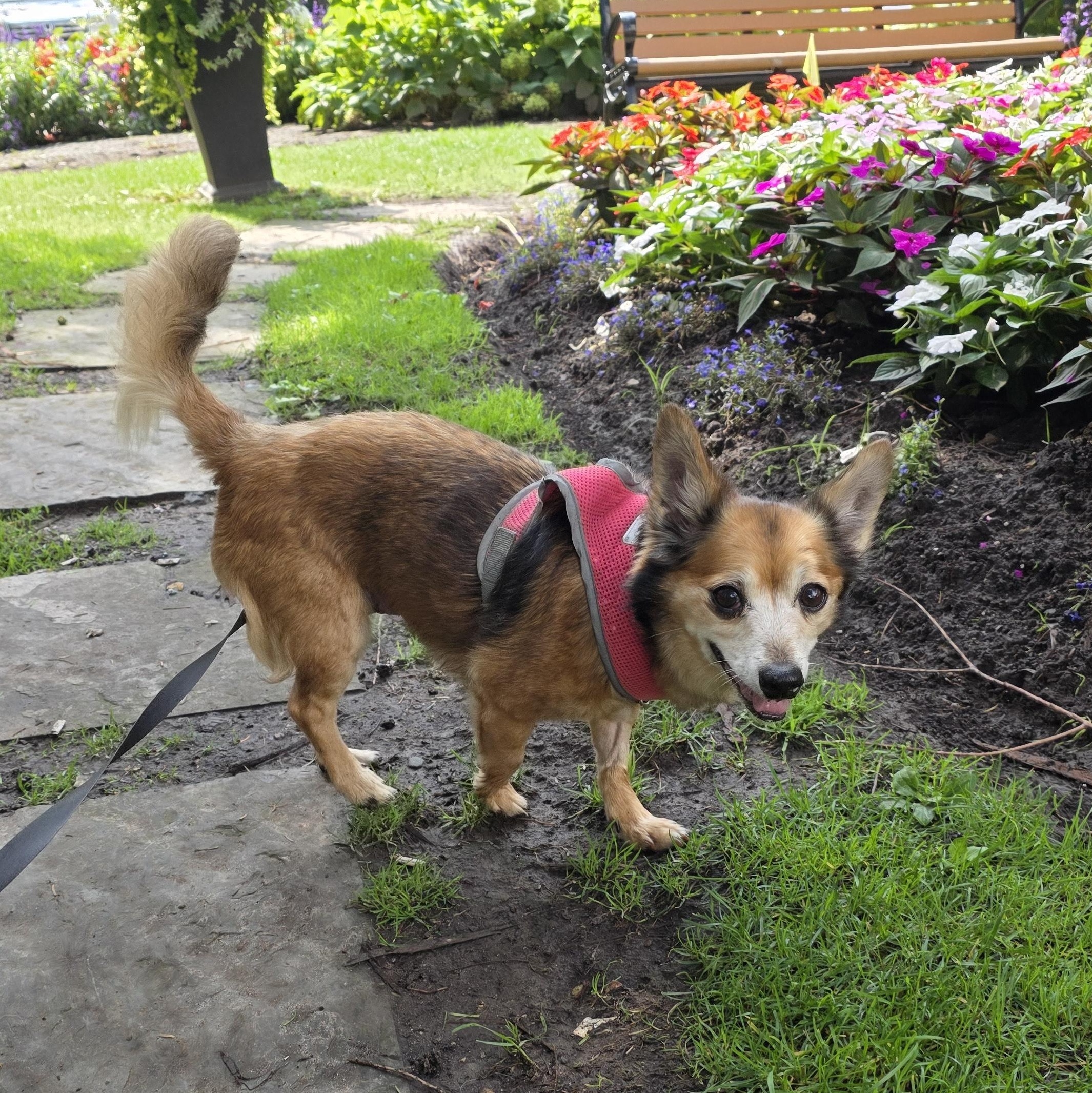 Enlarge Winnifred 99.00 ADOPTION FEE, a ADOPTABLE mixed breed in Scarborough, ON image 4/6