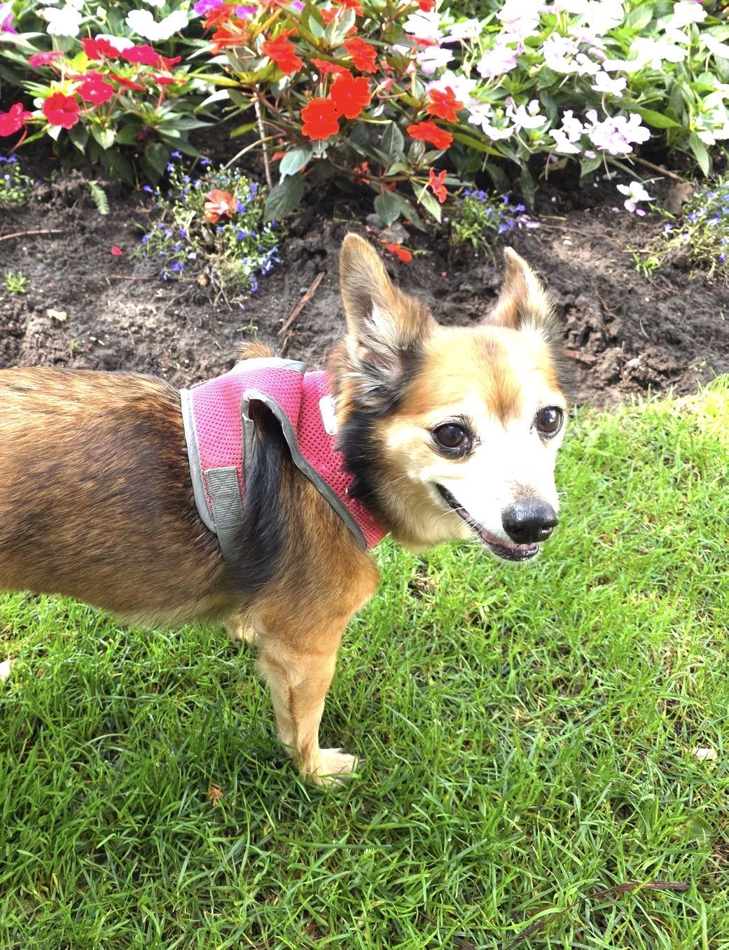 Enlarge Winnifred 99.00 ADOPTION FEE, a ADOPTABLE mixed breed in Scarborough, ON image 5/6