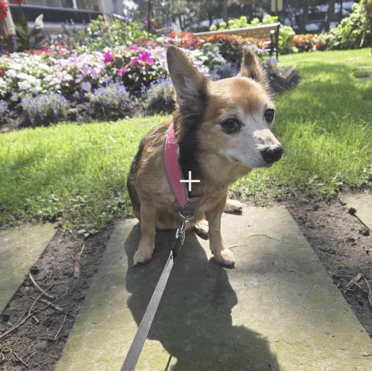 Enlarge Winnifred 99.00 ADOPTION FEE, a ADOPTABLE mixed breed in Scarborough, ON image 2/6
