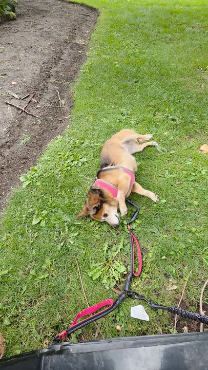 Enlarge Winnifred 99.00 ADOPTION FEE, a ADOPTABLE mixed breed in Scarborough, ON video 6/6
