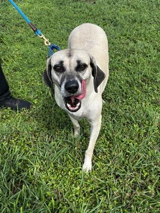 Hanna, Adoptable, Adult Female Mixed Breed & Mixed Breed.