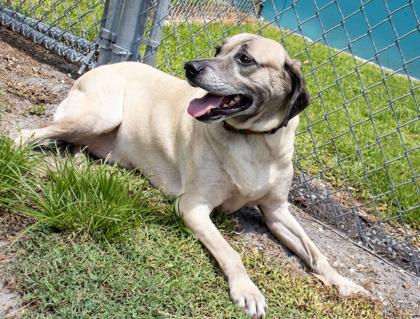 Enlarge Hanna, a Adoptable mixed breed in Vero Beach, FL image 2/3