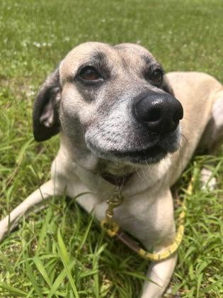 Enlarge Hanna, a Adoptable mixed breed in Vero Beach, FL image 3/3