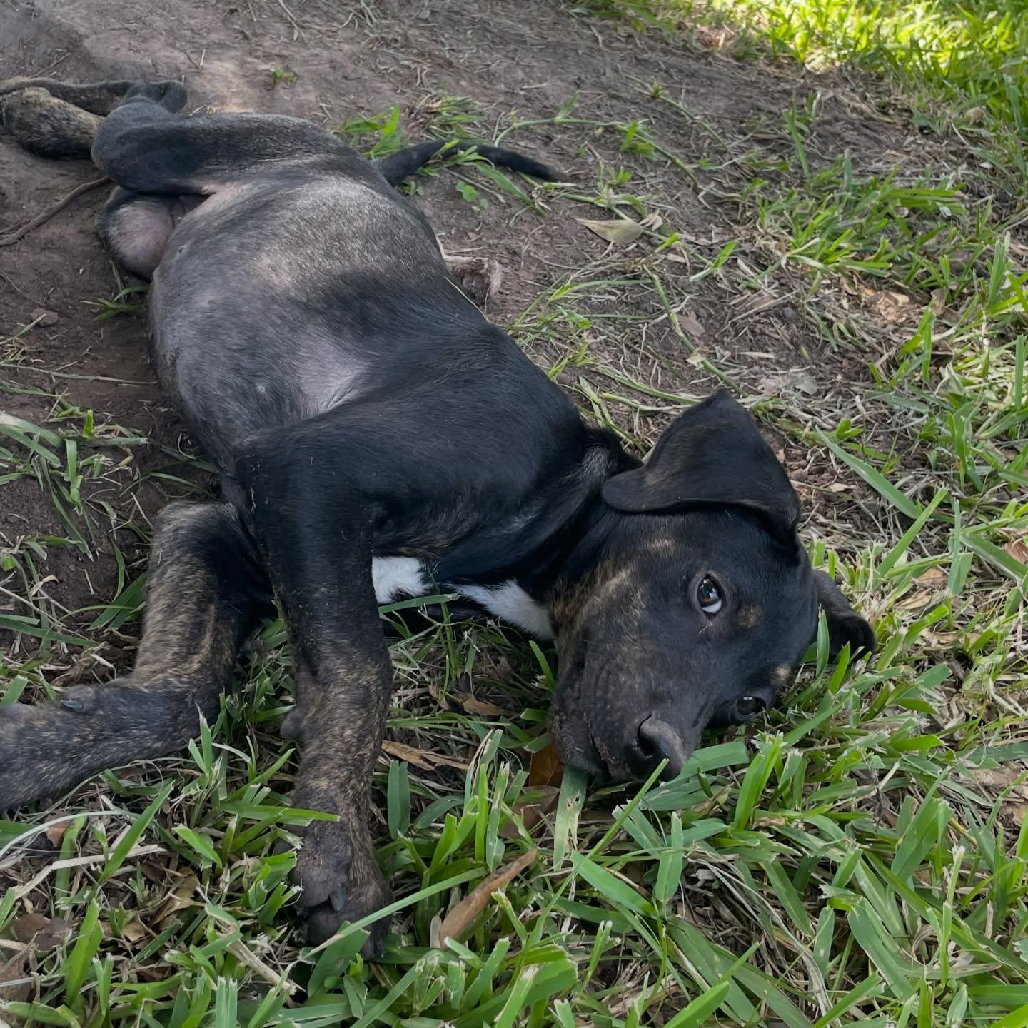 Ella, an adopted mixed breed in Salem, NH image 4/4