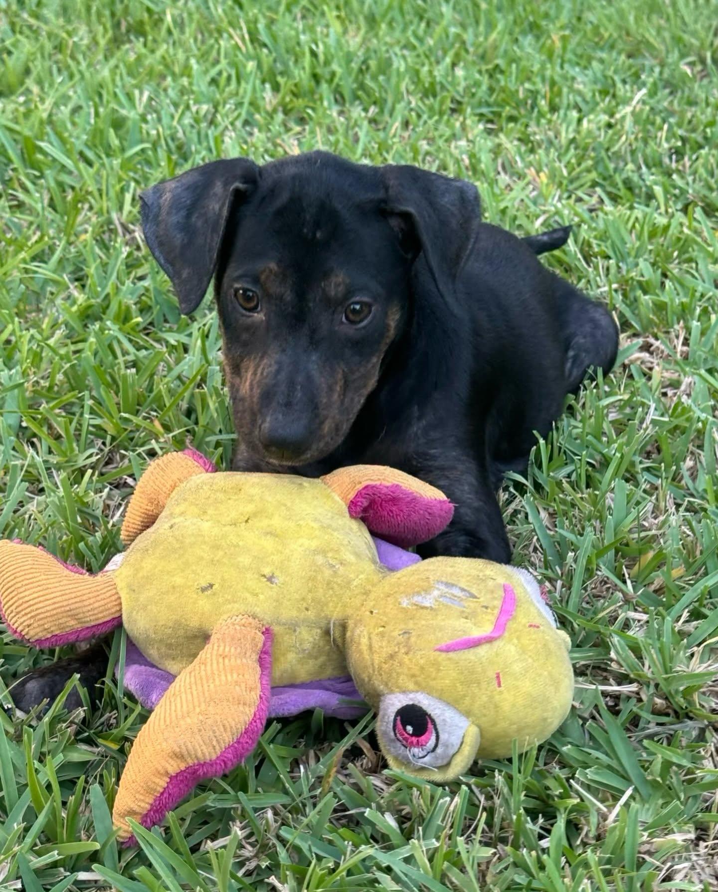 Ella, an adopted mixed breed in Salem, NH image 2/4