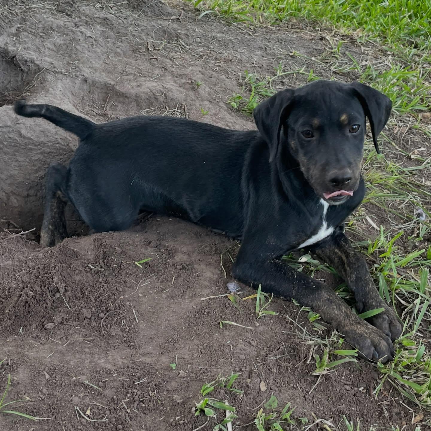 Ella, an adopted mixed breed in Salem, NH image 3/4