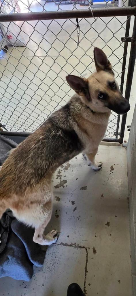 Enlarge Penny, a Adoptable mixed breed in Camden, TN image 1/1