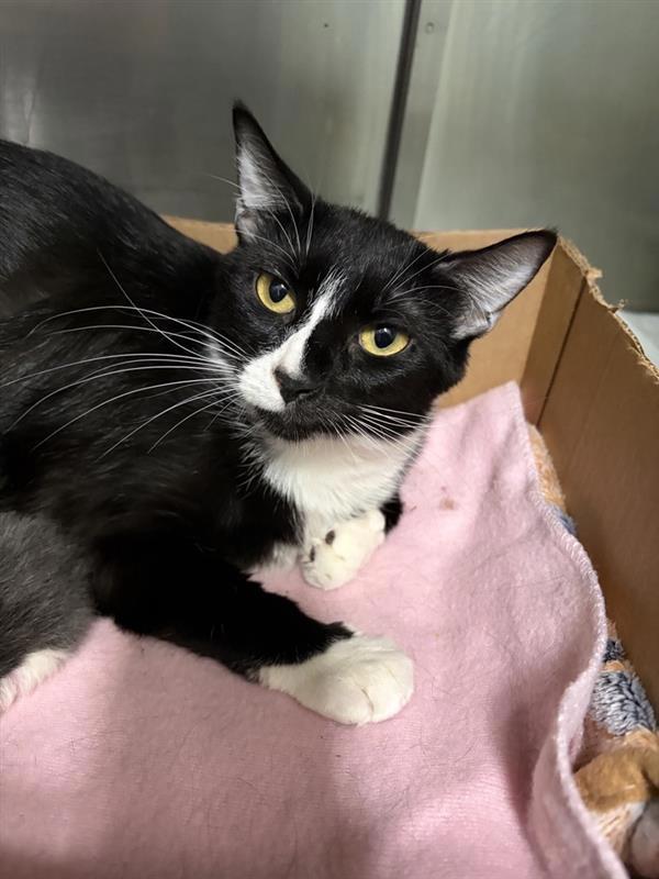 Vanessa, Adoptable, Adult Female Domestic Short Hair.