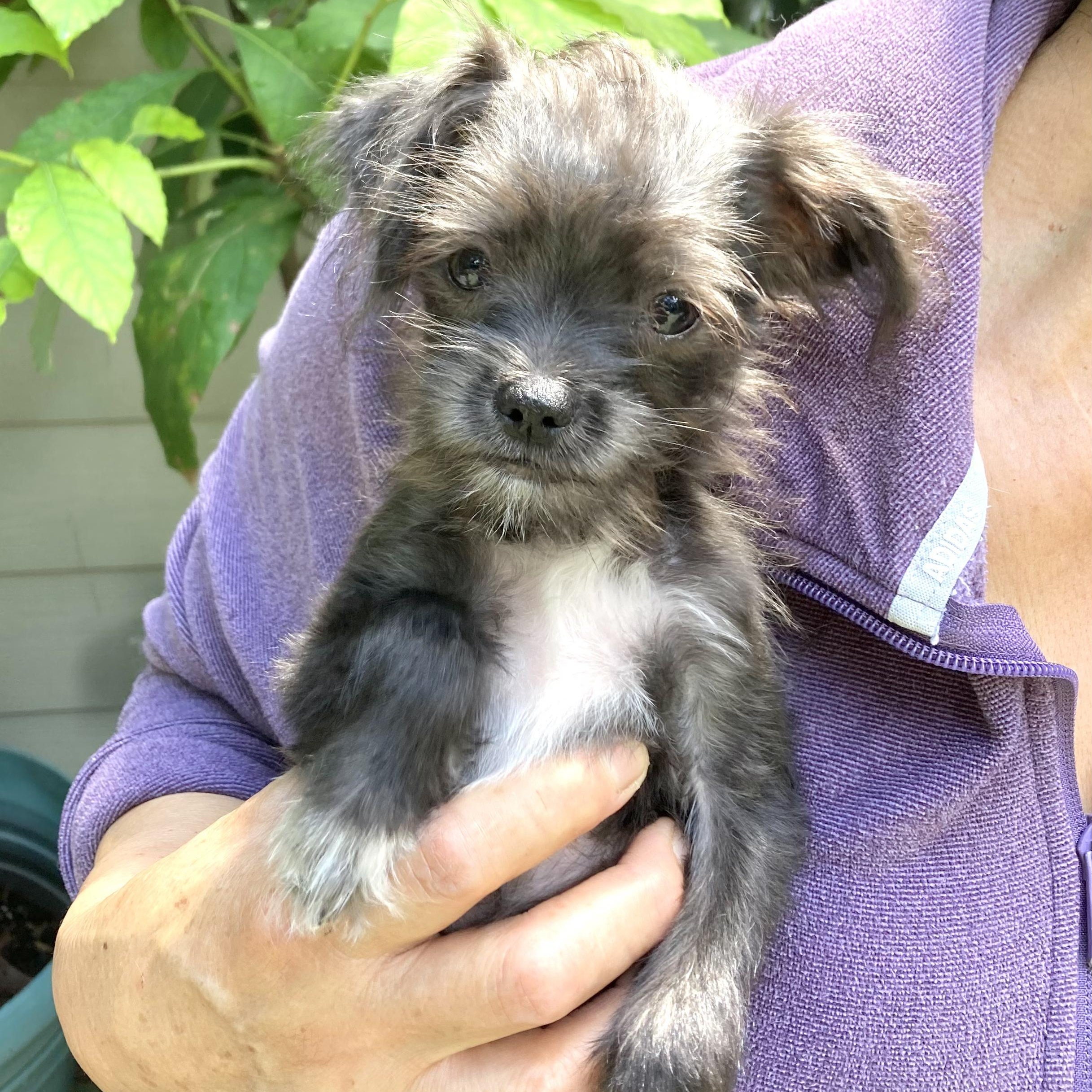 Jax, Adoptable, Puppy Male Shih Tzu & Terrier.