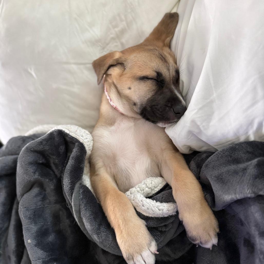 Khloe, Adoptable, Puppy Female Catahoula Leopard Dog & Shepherd.