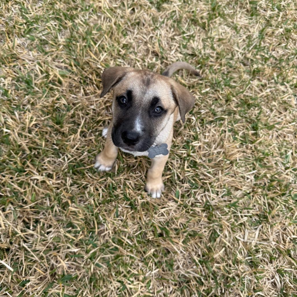 Enlarge Khloe, a Adoptable mixed breed in Houston, TX image 2/5