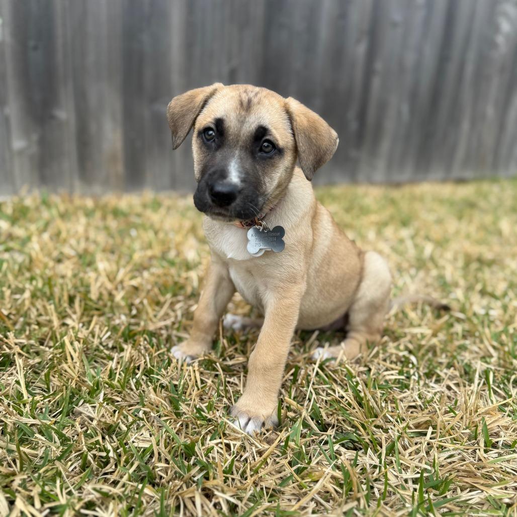 Enlarge Khloe, a Adoptable mixed breed in Houston, TX image 4/5