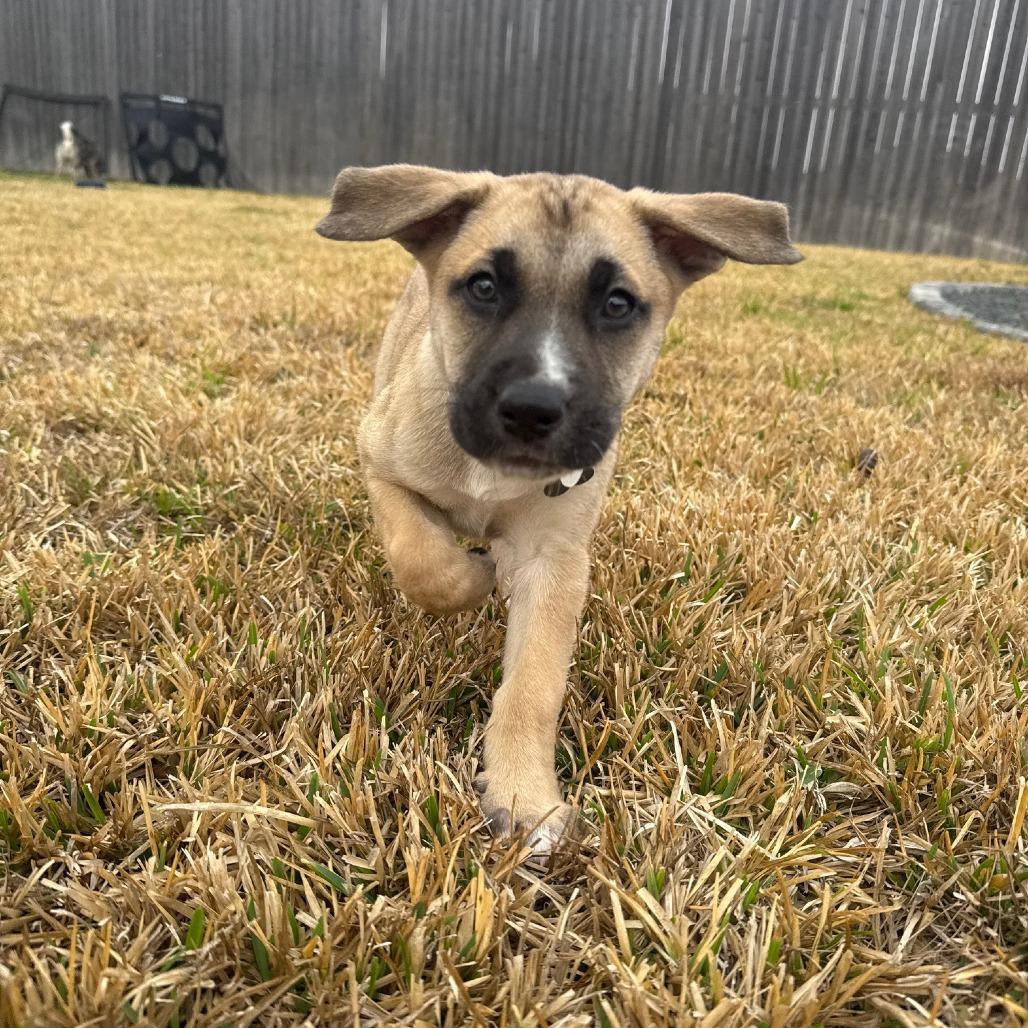 Enlarge Khloe, a Adoptable mixed breed in Houston, TX image 5/5