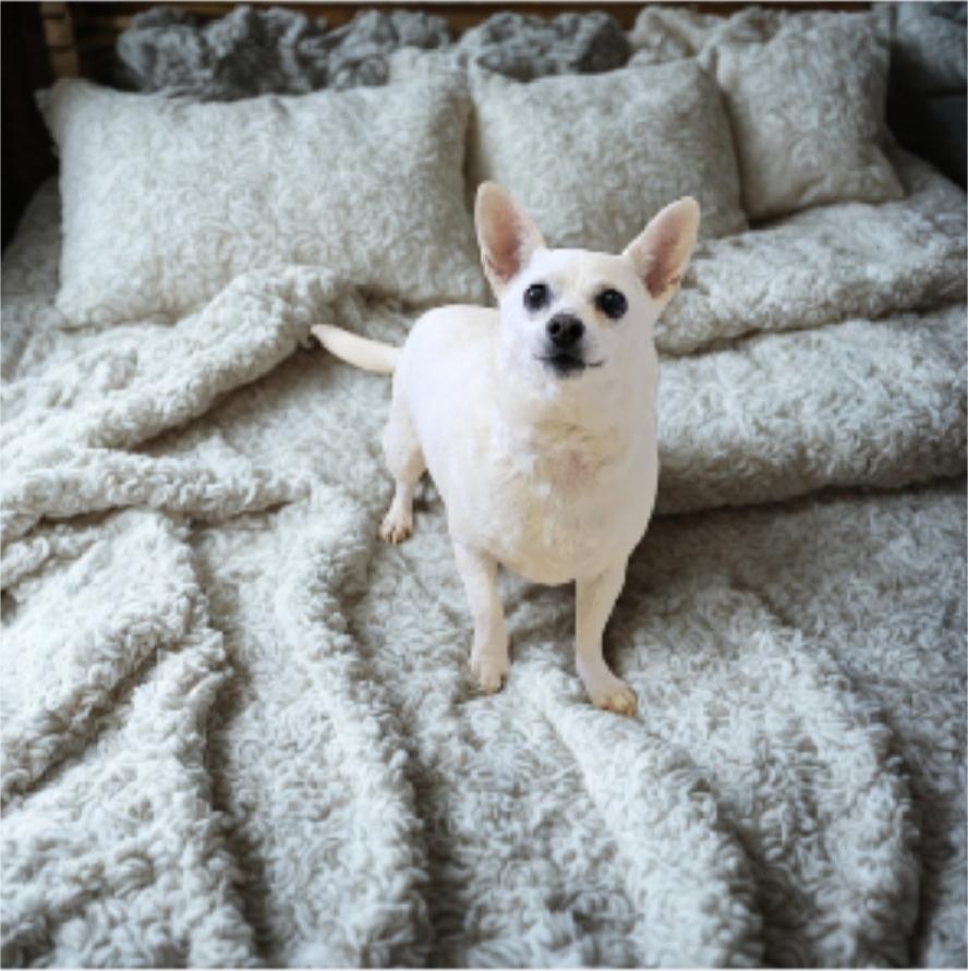 Snowball, Adoptable, Senior Female Chihuahua.
