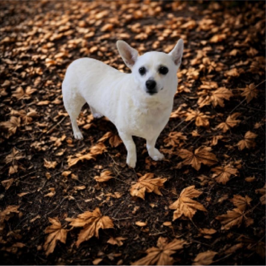 Enlarge Snowball, a Adoptable mixed breed in Elwood, NJ image 2/2