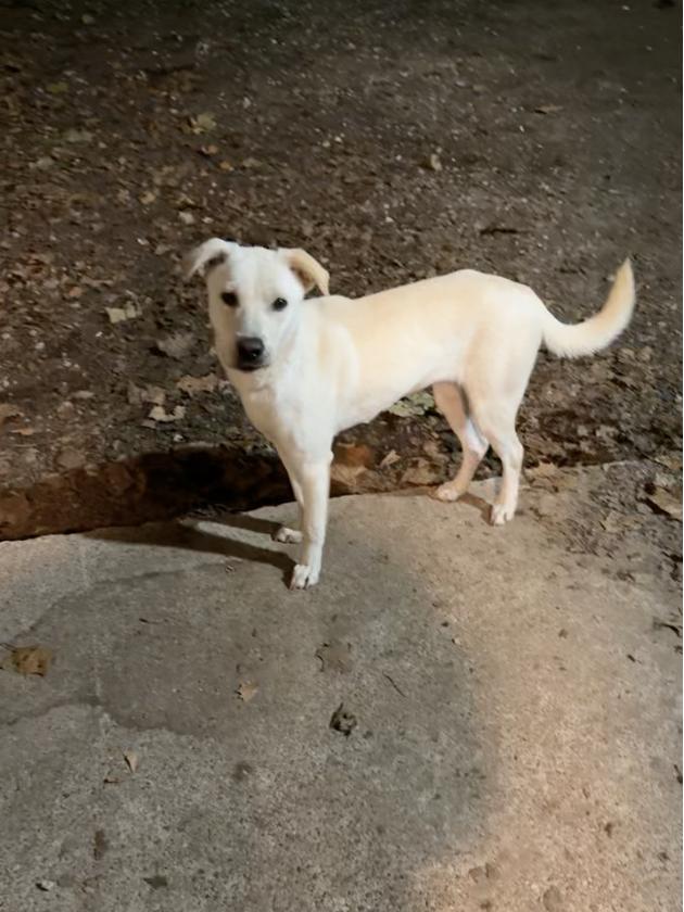 Maisie : Sweet, shy lab girl — thumbnail 4