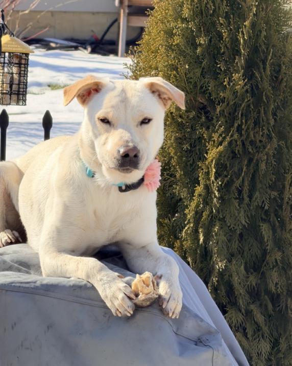 Maisie : Sweet, shy lab girl — thumbnail 5