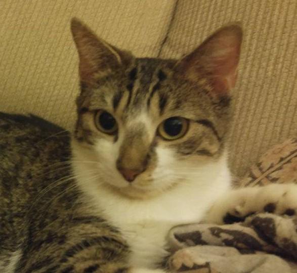 Mia, a Adoptable Domestic Short Hair in Whiting, IN image 1/3