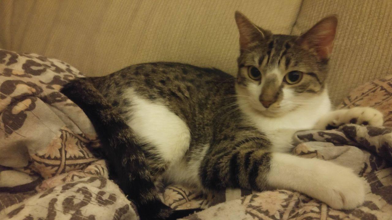 Mia, a Adoptable Domestic Short Hair in Whiting, IN image 2/3