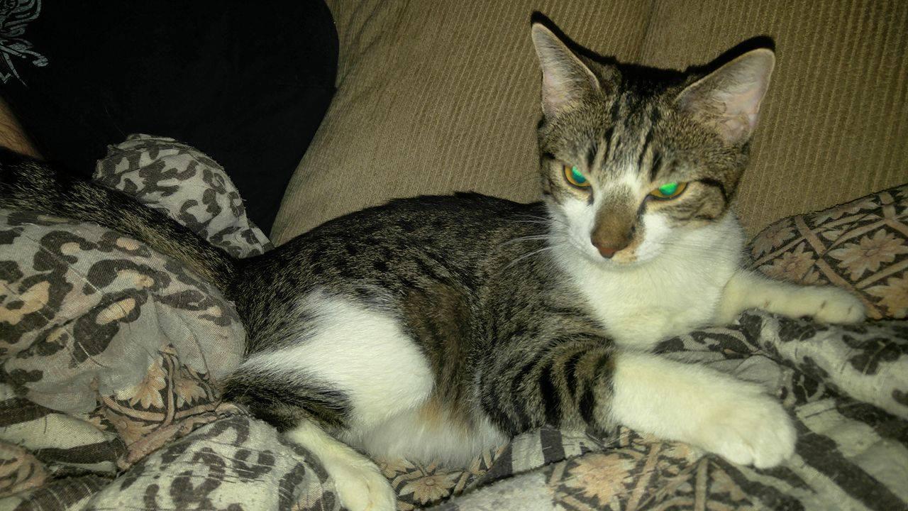 Mia, a Adoptable Domestic Short Hair in Whiting, IN image 3/3