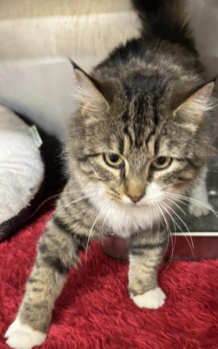 Acorn, a Adopted Domestic Short Hair in Paterson, NJ image 3/3
