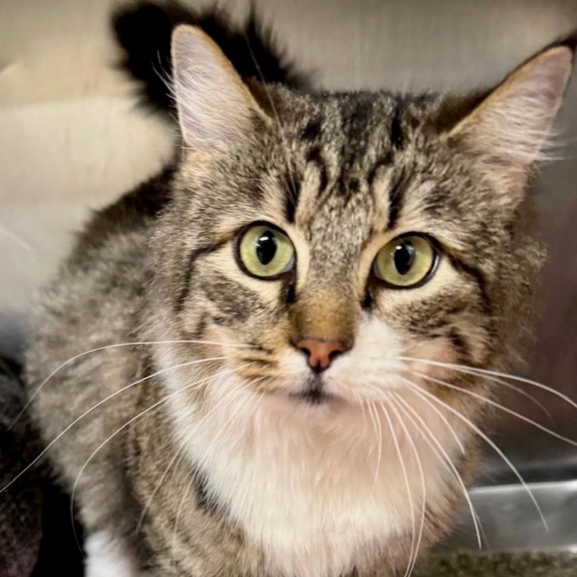 Acorn, Adopted, Young Female Domestic Short Hair.