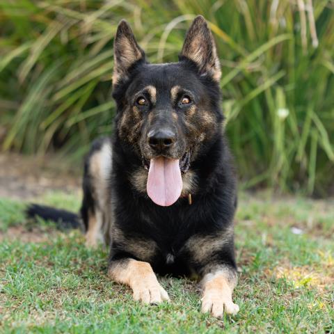 Enlarge MAVERICK, a Adoptable German Shepherd Dog in Camarillo, CA image 1/1