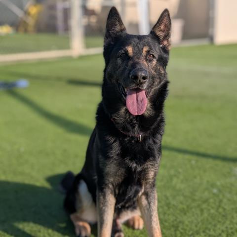 Enlarge MAVERICK, a Adoptable German Shepherd Dog in Camarillo, CA image 1/1