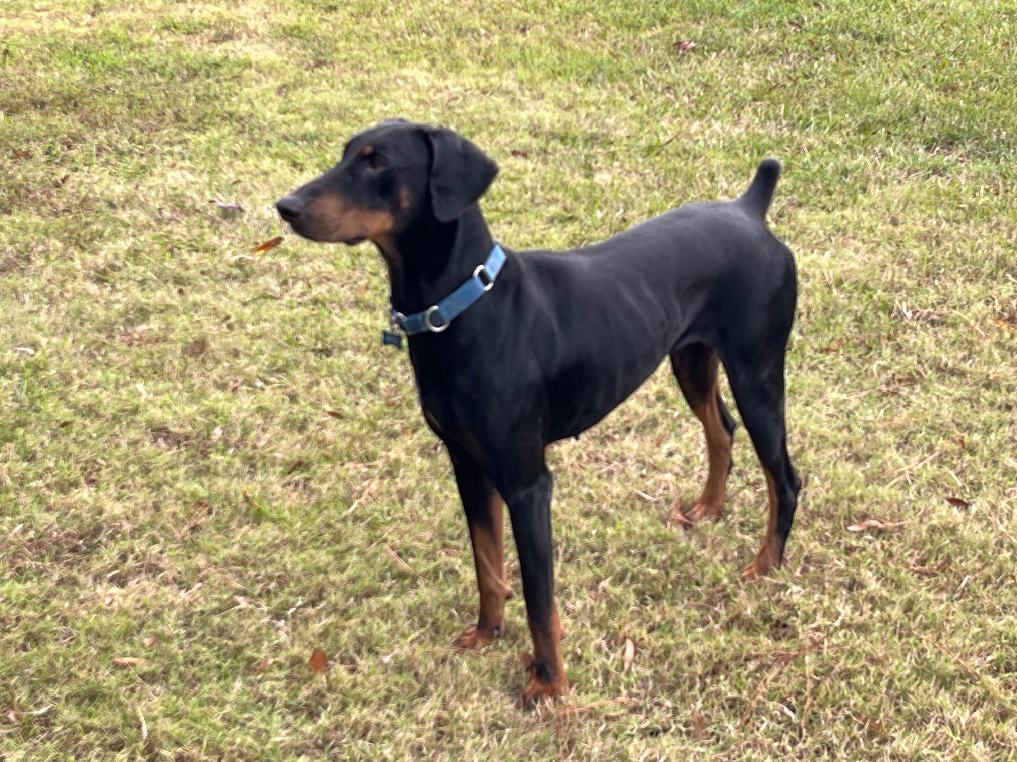 Loc, a Adopted Doberman Pinscher in Harahan, LA image 1/3