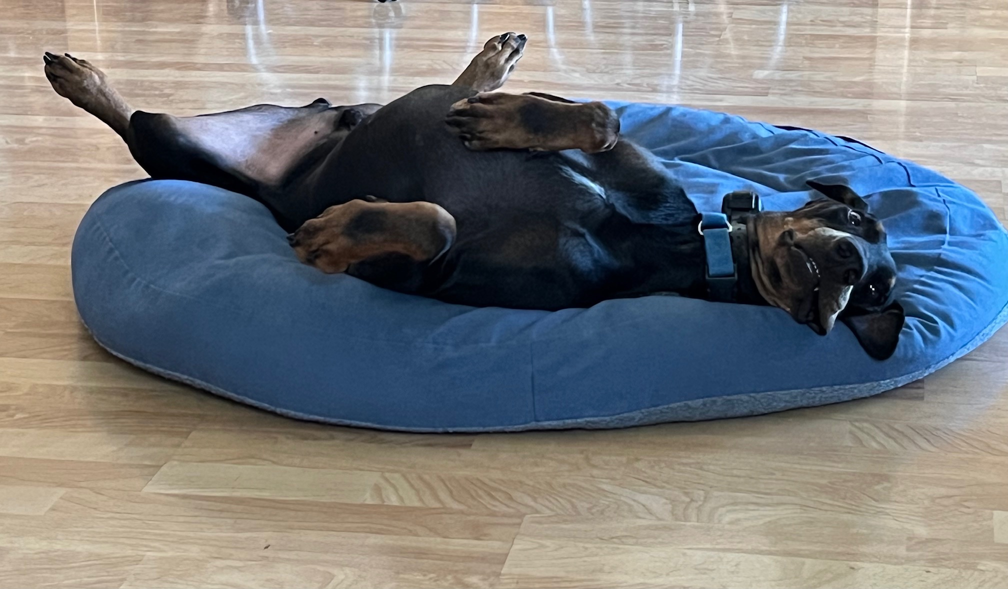 Loc, a Adopted Doberman Pinscher in Harahan, LA image 2/3