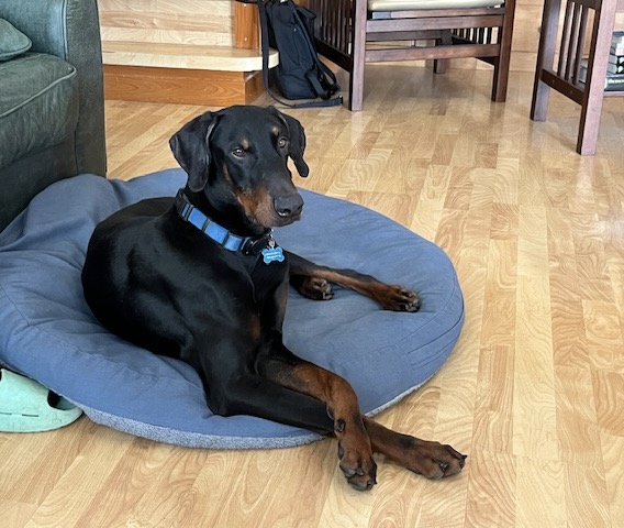 Loc, a Adopted Doberman Pinscher in Harahan, LA image 3/3