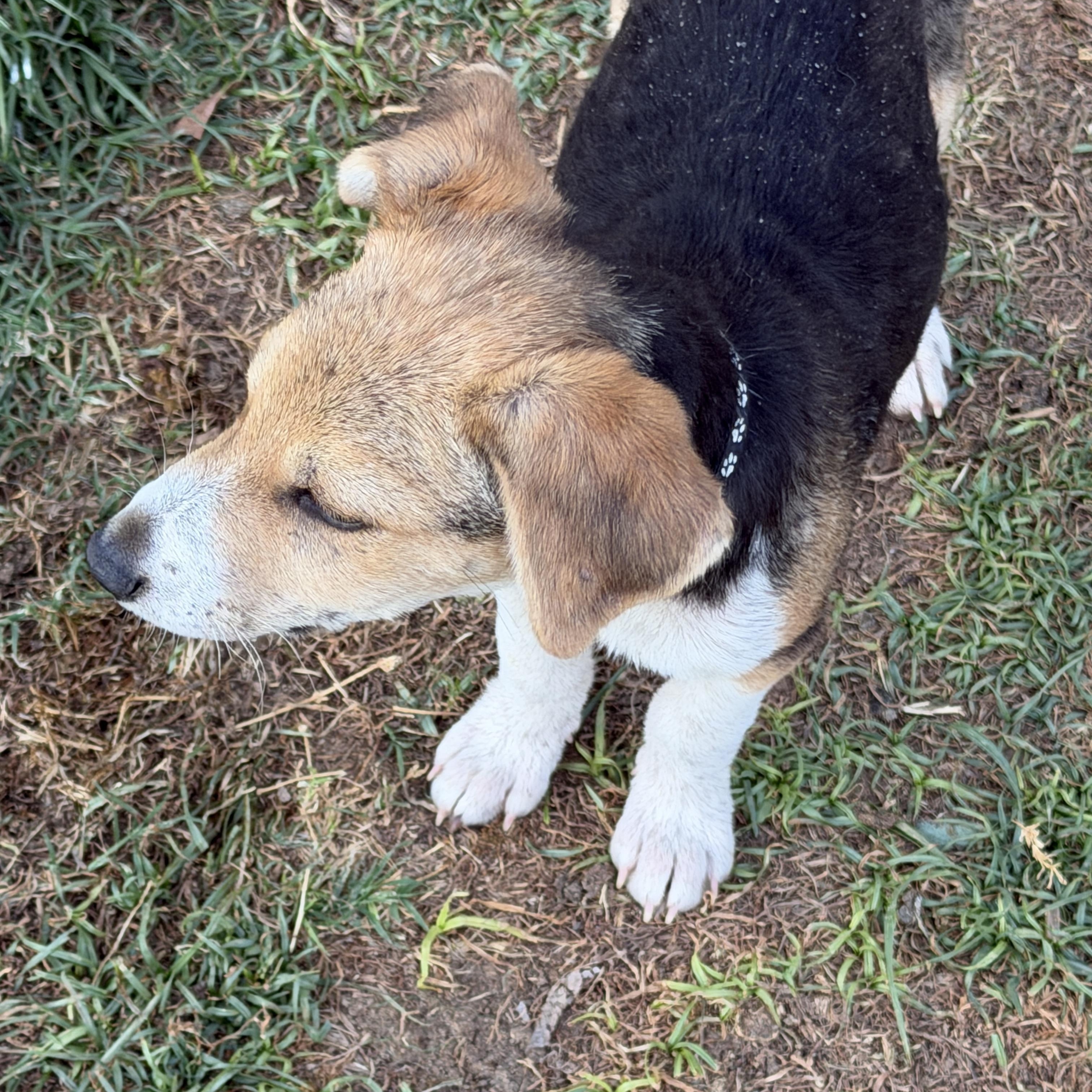 Enlarge Wells, a ADOPTABLE mixed breed in Gilbert, AZ image 4/5