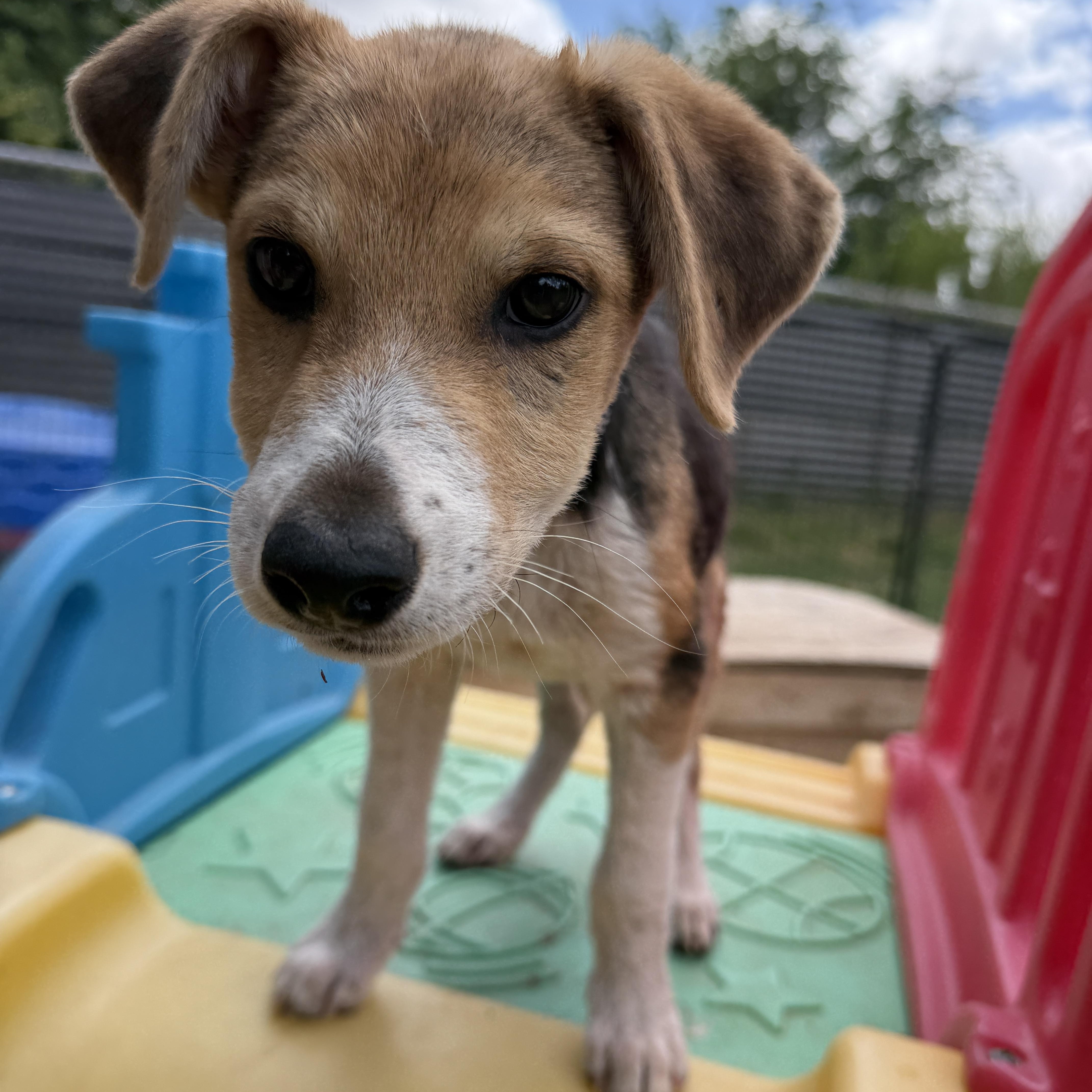 Enlarge Wells, a ADOPTABLE mixed breed in Gilbert, AZ image 3/5